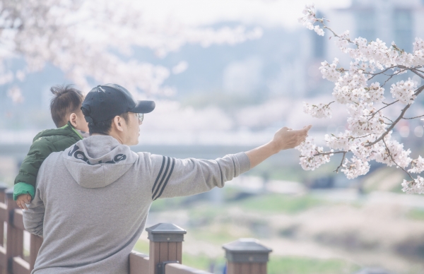 벚나무 가지가 드리운 불광천에서 아버지와 아이가 꽃놀이를 즐깁니다.