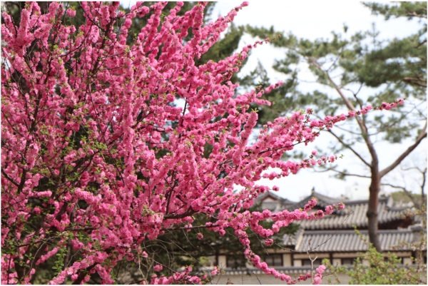 풀또기가 매혹적인 분홍빛을 뽐내고 있다. 풀또기는 장미목 장미과의 낙엽활엽 관목이다.
