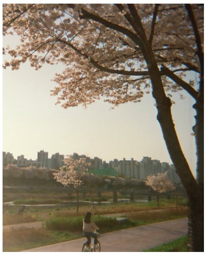 안양천을 따라 걷다보니 끝없이 펼쳐진 벚꽃길이 나타났다.‘금천구 벚꽃로’에서 해가 서서히 저무는 순간을 포착했다.