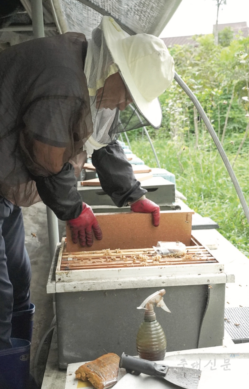 김동완씨(60)가 겨울철 한기로부터 꿀벌을 보호하기 위해 벌통 속에 보온재를 넣고 있다. 벌통 앞에 놓인 화분떡은 천연 꽃가루 대신 사용되는 인공 단백질 공급원으로 유충이 영양분을 받으며 성장할 수 있도록 주로 산란기에 공급한다. 사진 고희주 기자