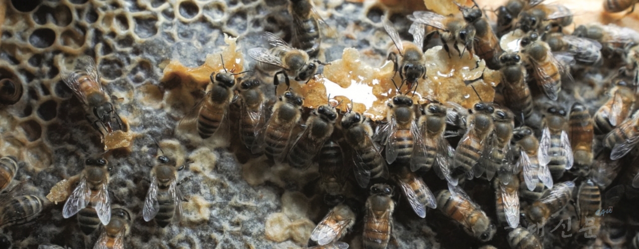 꿀벌은 꿀을 모아 벌집에 저장한다. 꽃꿀 수집을 담당하는 일벌은 배에서 분비되는 밀랍을 통해 벌집을 만든다. 사진 고희주 기자