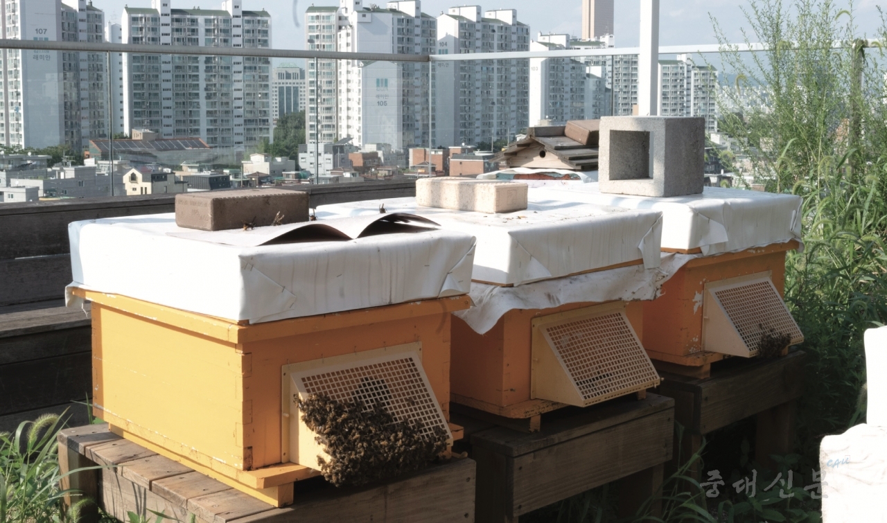 도시 양봉장은 주로 빌딩 옥상에 위치한다. 서울 핸드픽트호텔의 옥상에서도 도시 양봉장을 확인할 수 있었다. 도시에서 생산된 꿀이 공해의 영향을 받을 가능성에 대해 묻자 박진 어반비즈서울 대표는 “벌이 꿀을 생산하는 과정에서 오염물질이 걸러진다”며 “백화점이나 홈쇼핑의 엄격한 품질 검사도 통과할 정도로 안전하다”고 설명했다. 사진 문준빈 기자
